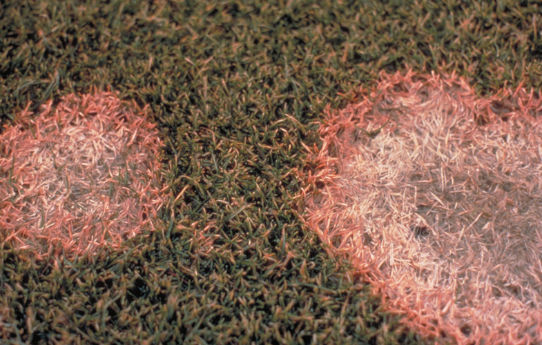 Pink Snow Mold